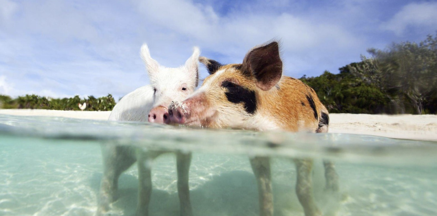 swim with pigs